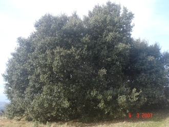 MONTEJURRA_10