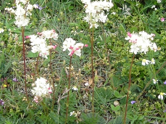 ZUNBELTZ_13