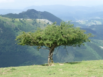 PIKUTA_3