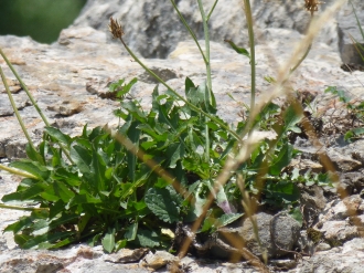 2012-06-20 Pikuta (particular)
