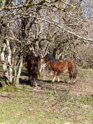 GORRITI-UITZI_41