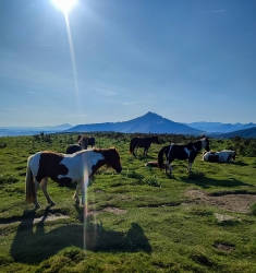 XOLDOKOGAINA_23
