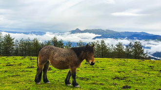 OAMENDI-ARRANOAITZ-ELORTXIKI_32